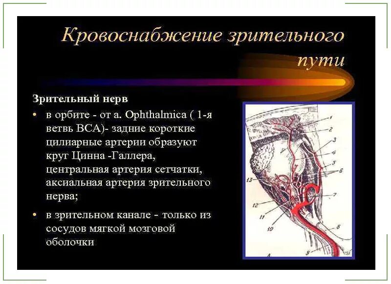 Зрительный нерв образован. Строение и кровоснабжение зрительного нерва. Зрительный нерв строение анатомия. Зрительный нерв нерв анатомия. Кровоснабжение сетчатой оболочки.