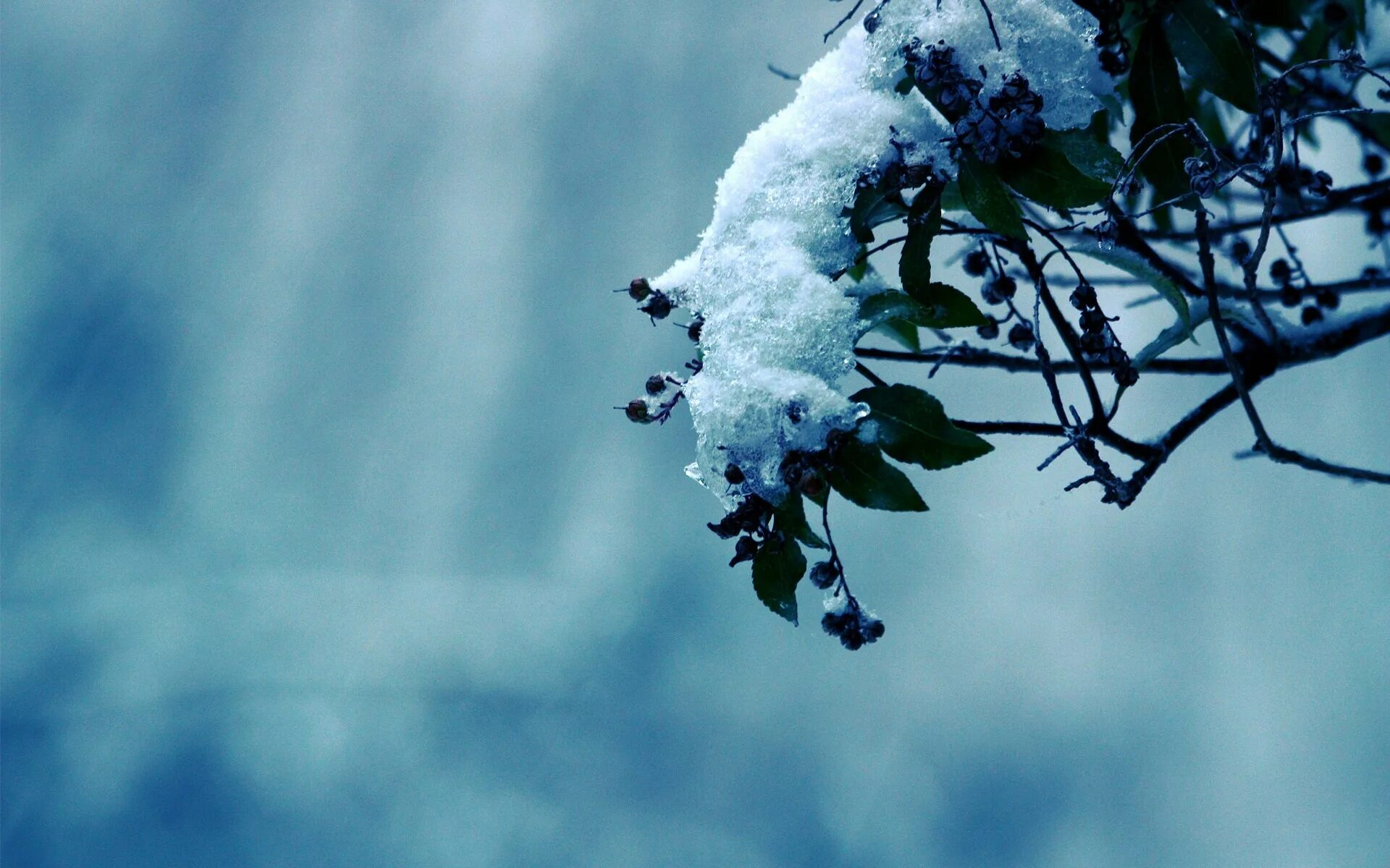 Flowers winter music