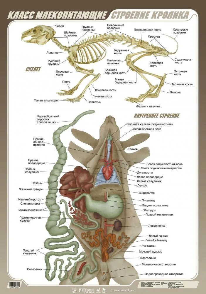 Органы пищеварительной системы внутреннего строения млекопитающих. Анатомия млекопитающего кролика. Внутреннее строение млекопитающих кролик. Схема выделительной системы кролика.