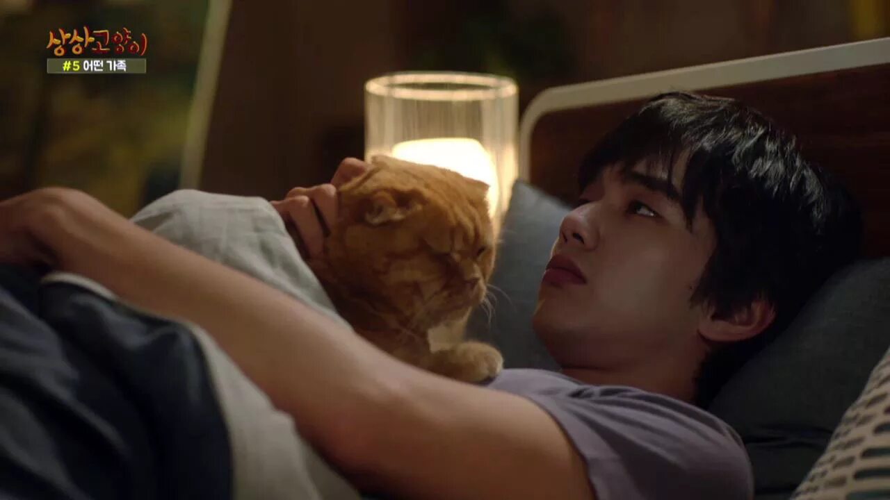 дорама кошачий