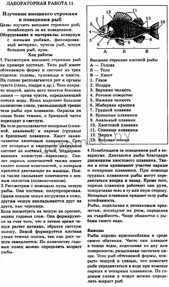 Лабораторная работа по биологии 7 класс внешнее. Лабораторная работа по биологии 7 кл внешнее строение рыбы. лабораторная работа по биологии 7 кл строение рыбы. лабораторная работа по биологии внутреннее строение рыбы. лабораторная работа строение рыбы.