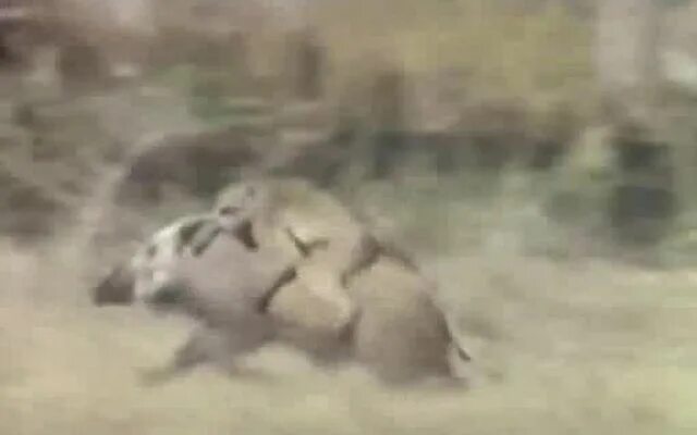 Обезьяны на кабане видео. Обезьяна на кабане. обезьянки катаются на кабане. обезьяна верхом на кабане. мартышка на кабане.