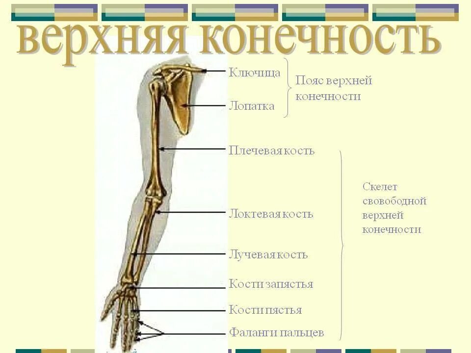 Установите последовательность соединения костей скелета. Соединение костей верхних конечностей тип и примеры. порядок расположения костей верхней конечности. скелет верхней конечности человека биология 8 класс. последовательность расположения костей верхней конечности.
