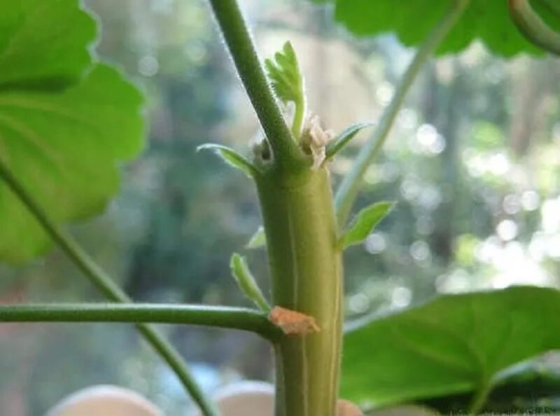 как обрезать герани весной для пышного цветения. как обрезать герань для пышного цветения. весенняя обрезка пеларгонии зональной. герань обрезка для пышного. обрезать герань.