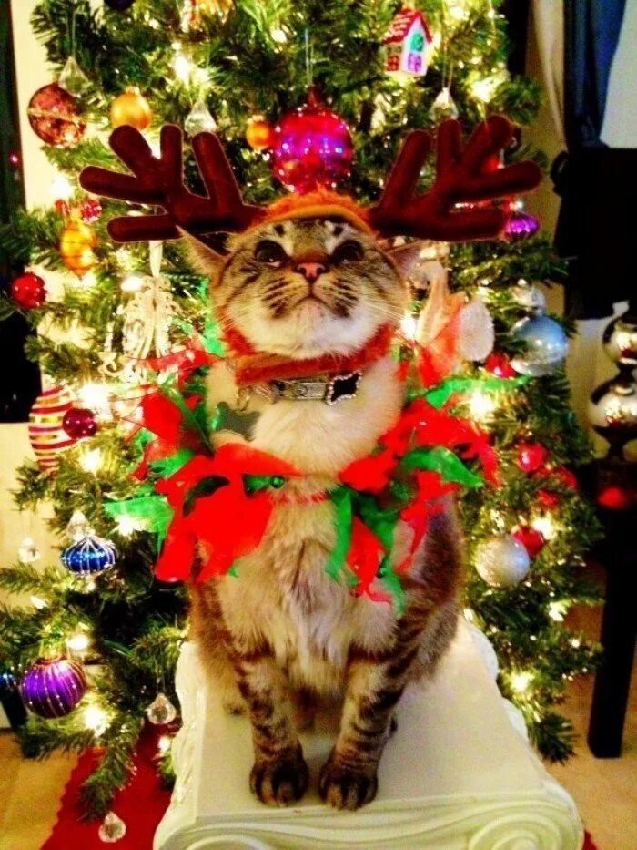 Кот празднует новый год. Новогодний кот. кот и новогодняя елка. новогодние котята. смешные новогодние коты.