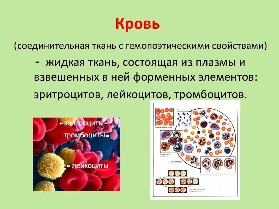 3 жидкая соединительная ткань. 3 жидкая соединительная ткань