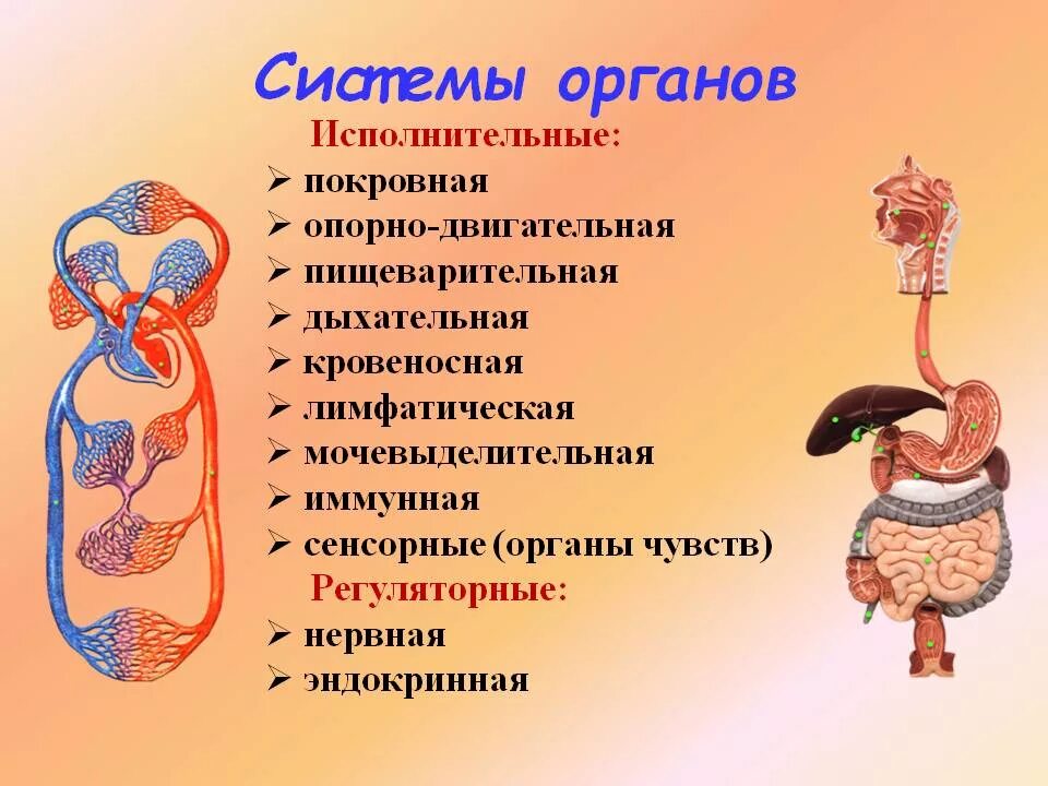 Системы органов. Органы и системы органов человека. Система органов анатомия. Системы органов человека схема.