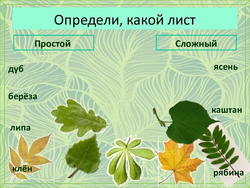 Как отличить листья. Строение листа ясеня. Листья растений. Ясень листья. Определи какой лист.