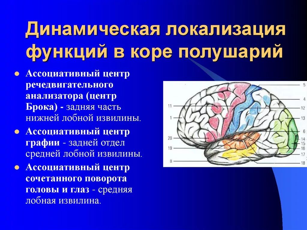 Кбп биология. Динамическая локализация функций в коре конечного мозга. Зоны коры головного мозга локализация функций. Локализация функций в коре полушарий мозга. Речедвигательный анализатор схема.