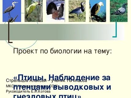 Работа по биологии птицы