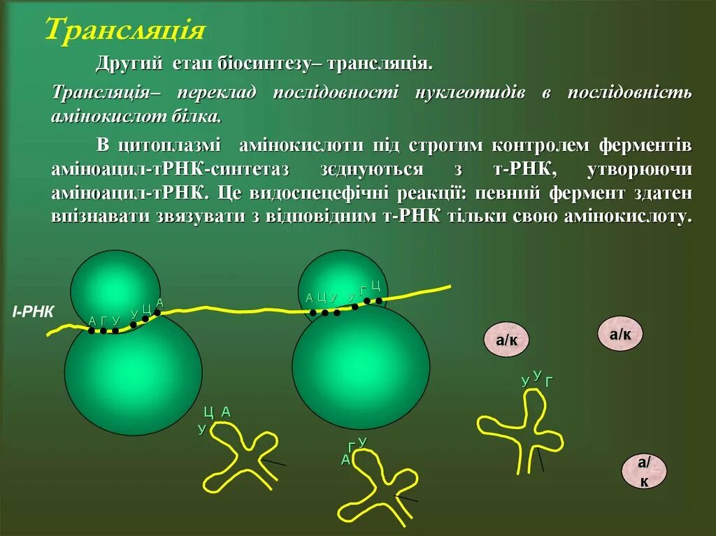 Биосинтезом называют. Ферменты биосинтеза белка. Презентация на тему Биосинтез белка. Биосинтез белка 9 класс презентация. Ферменты трансляции.