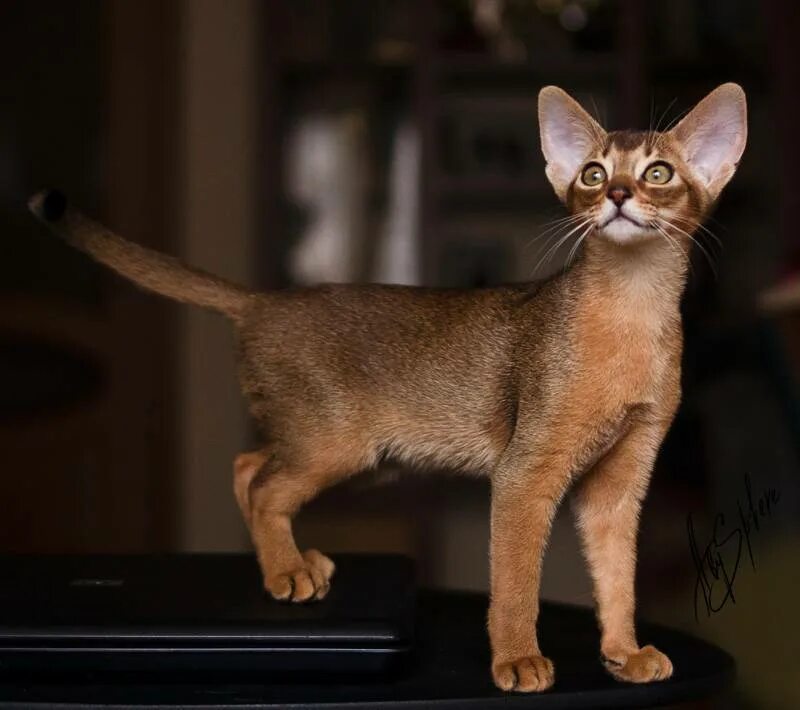 Абиссинская кошка. Каракал и абиссинец. Эфиопская кошка абиссинец. Абиссинская порода кошек абиссинская. Абиссинская кошка в полгода.