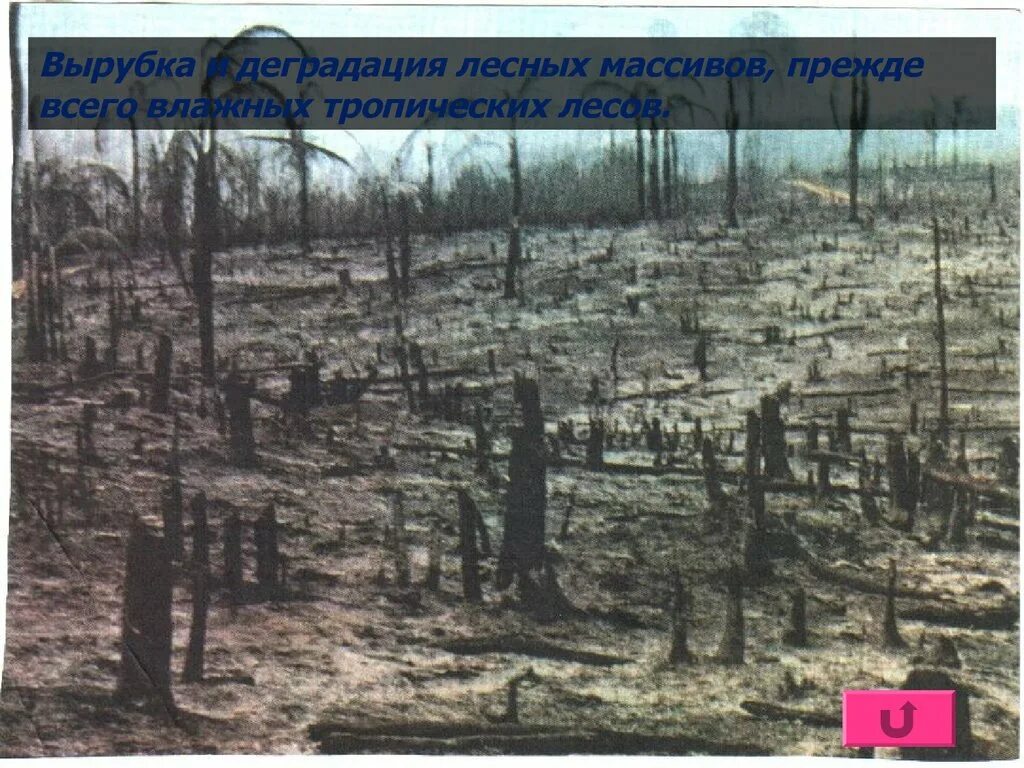 Пни после вырубки леса. Вырубленный лес. Вырубкап лес. Вырубленный лес. Вырубка лесов.