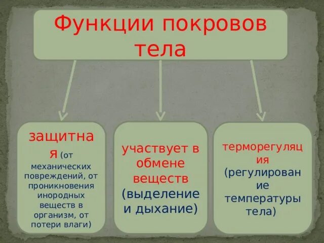 Покровы тела выполняют функции. Защитная функция покровов. Обмен веществ выделение покровы тела. Покровы тела животных. Защитный Покров.