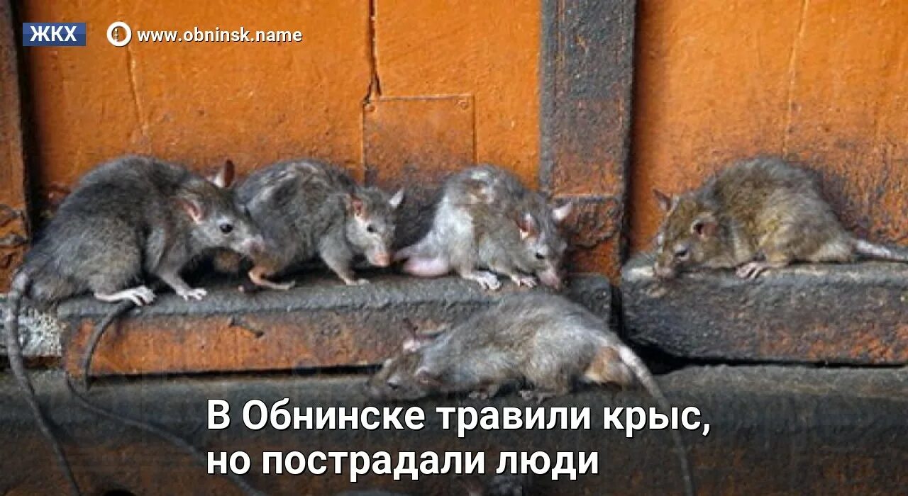 Крысы в блокадном ленинграде. Коты блокадного ленинграда. Крысы в блокаду. Крысы в блокаду. Кот васька блокада ленинграда.