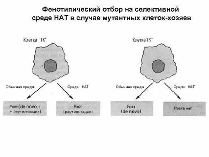 Фенотипический отбор