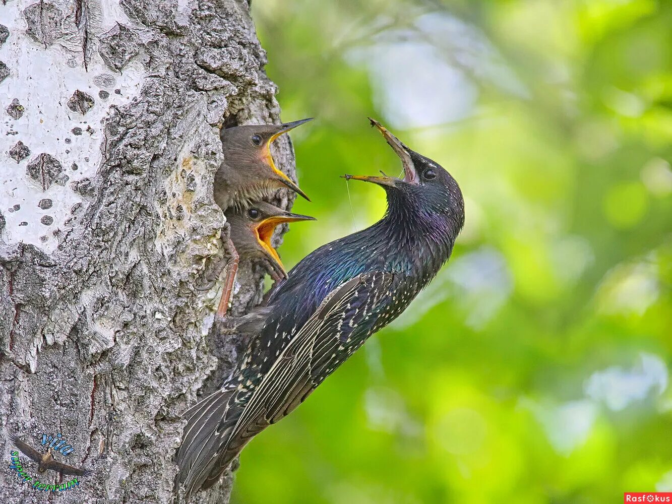 скворцы возвращаются. птицы костромской области. обыкновенный скворец гнездо. птенец скворца со скворцами. молодые скворцы.