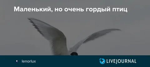 Песня птица гордая