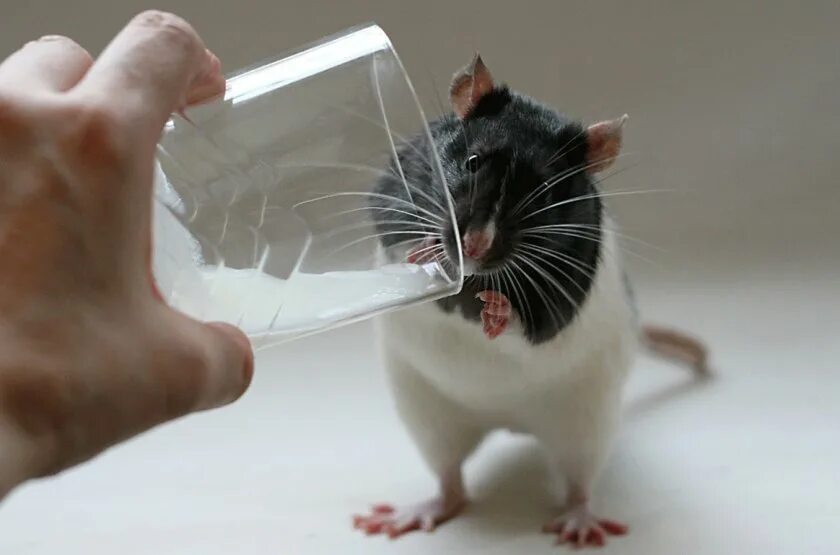 Забавные крысы. Мышь пьет. Молоко мышей. Мышь пьет молоко. Можно ли крысам воду