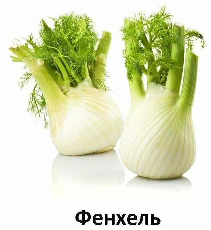 фенхель кочанный. фенхель овощной сопрано. фенхель укроп аптечный. лук фенхель. фенхель взрослым.