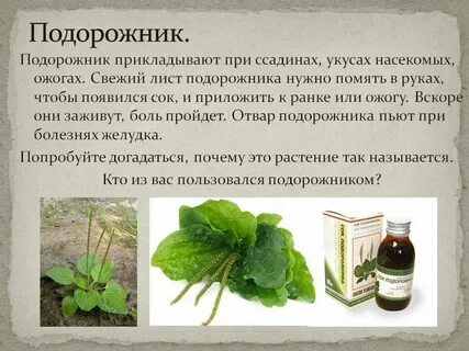 Как можно использовать листья