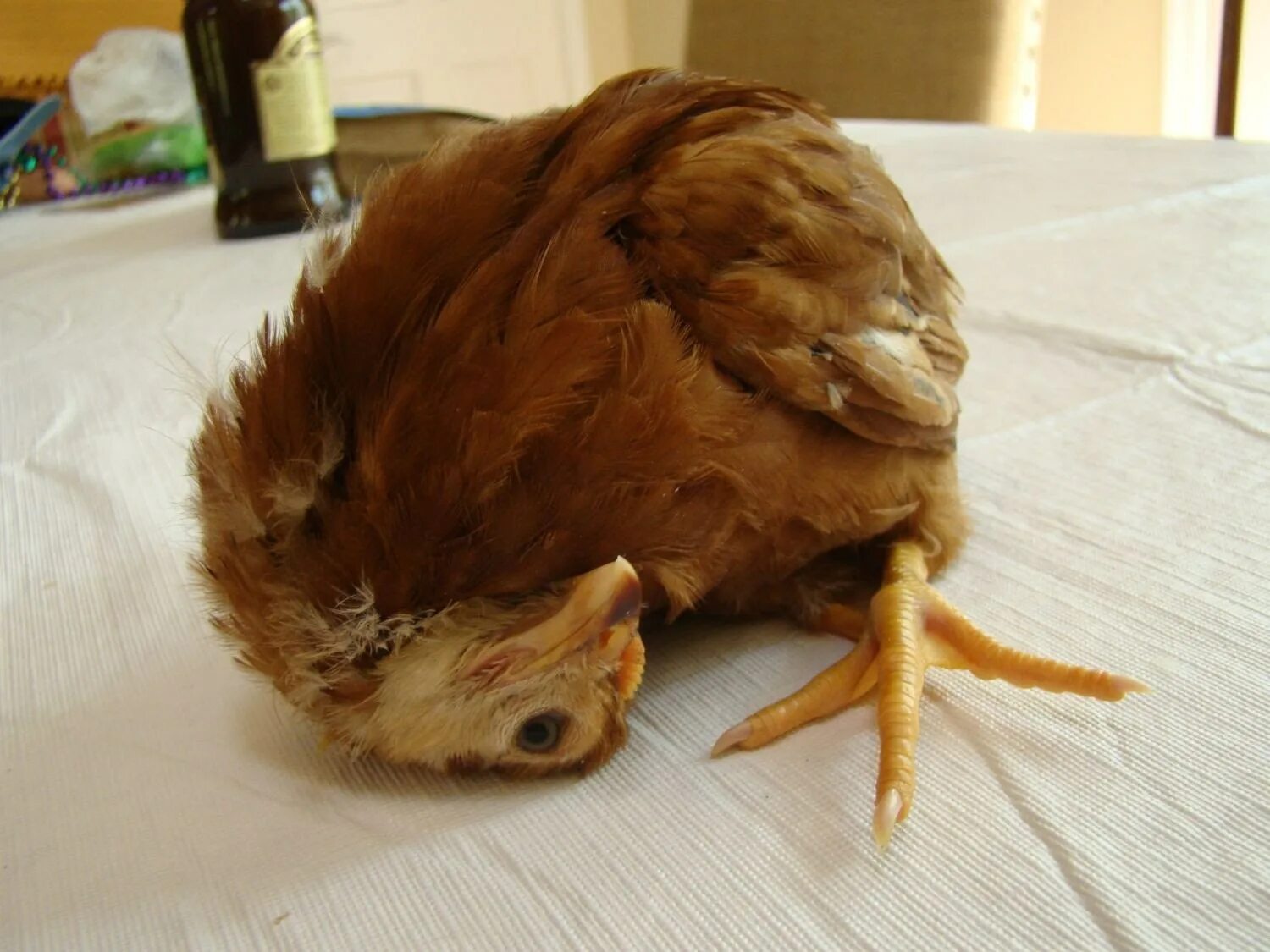 Курица с 4 ногами. Курица с 4 ногами
