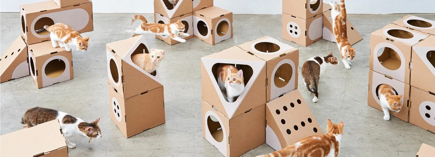 Cat thing. Модуль для кошек. Коты и картонный дом и они разговаривают и делают пранки.