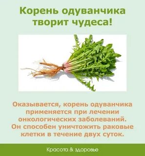 Одуванчик вред для здоровья человека