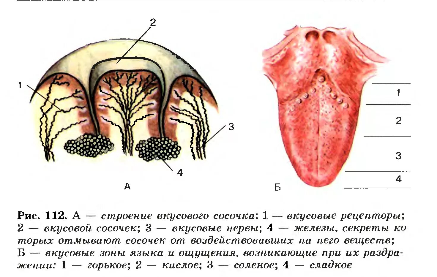 Какой участок языка воспринимает