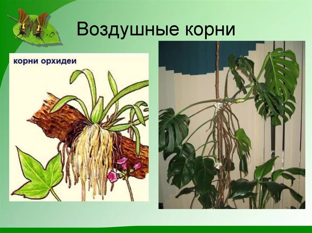 Название воздушных растений