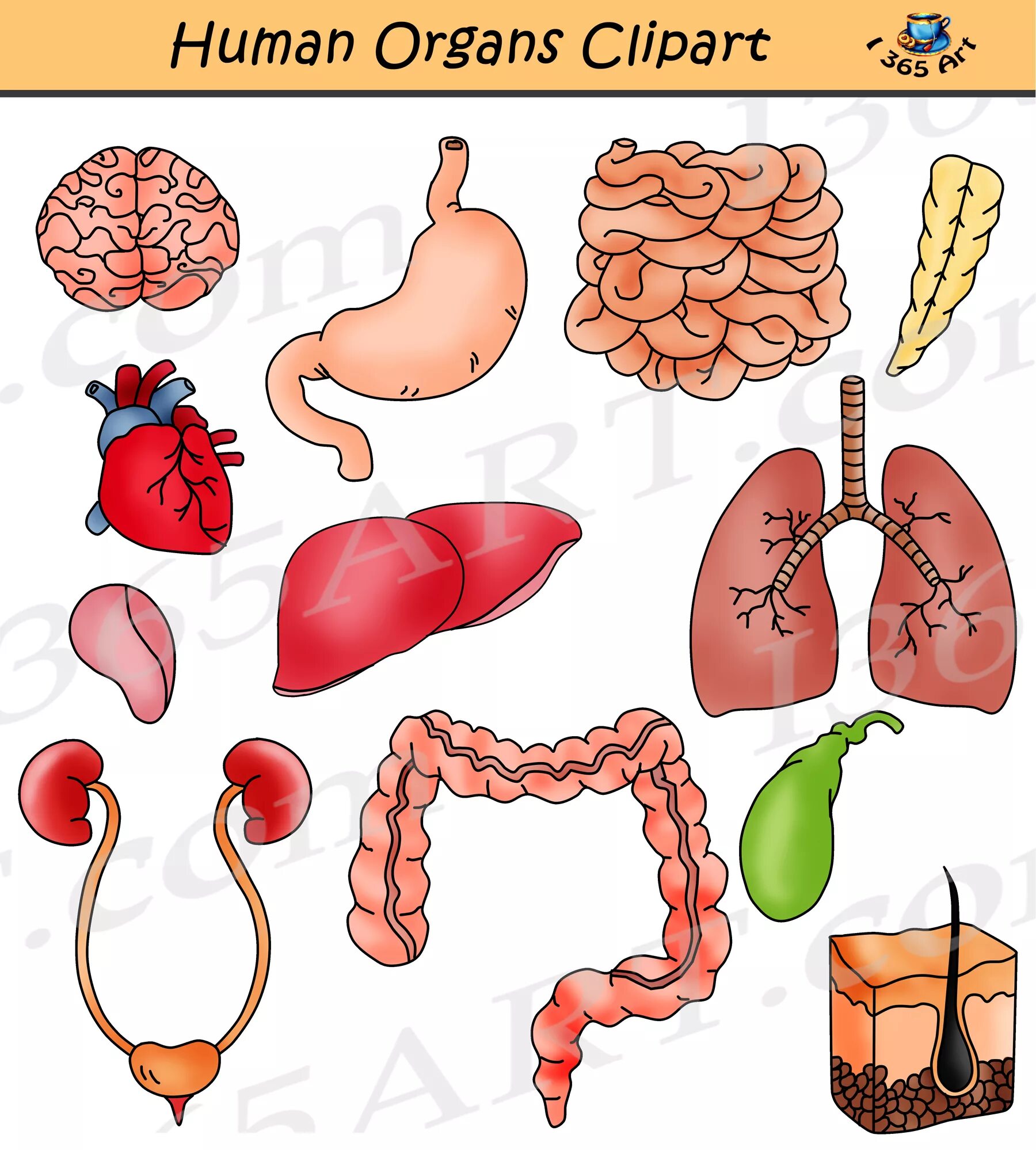 Internal organs. Макет внутренних органов человека для детей. Внутренние органы человека рисунок. Внутренние органы для дошкольников. Макет тела человека с органами для детей.