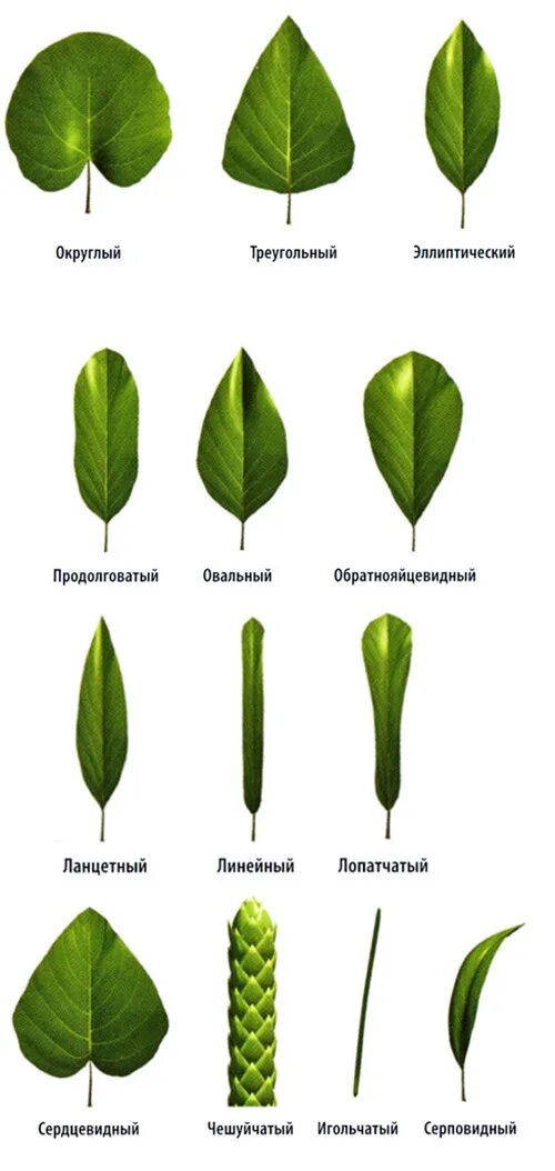 Клеточное строение листа: функции, внешнее и внутреннее устройство