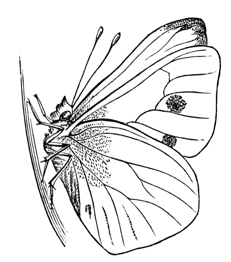 Бабочка капустница. Раскраска "бабочки". Бабочка раскраска для детей. Бабочка капустница раскраска. Бабочка лимонница рисунок
