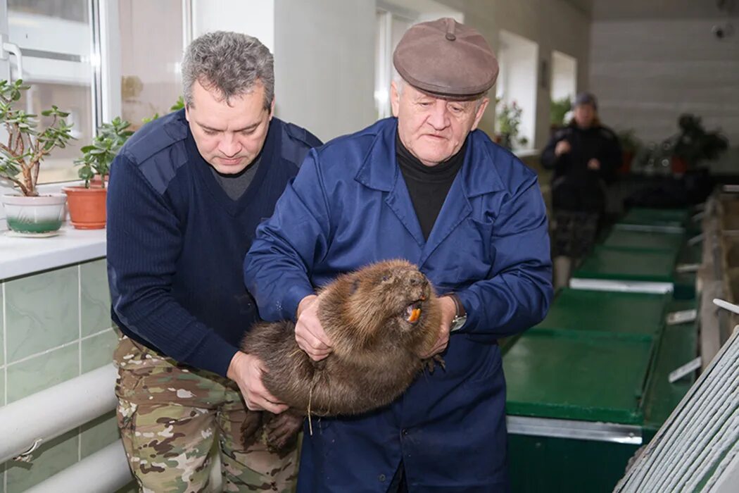 Воронежский биосферный заповедник имени в.м Пескова. Воронежский биосферный заповедник Бобровый городок. Воронежский заповедник Бобров. Заповедник Бобров в Воронеже. Территория бобра