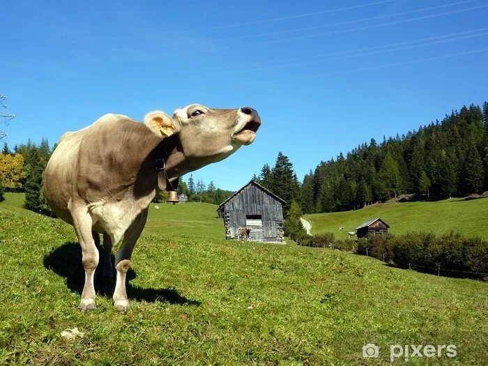 Звук издает корова. Мычание коровы. Корова мычит. Мычание коровы для детей. Корова на природе.