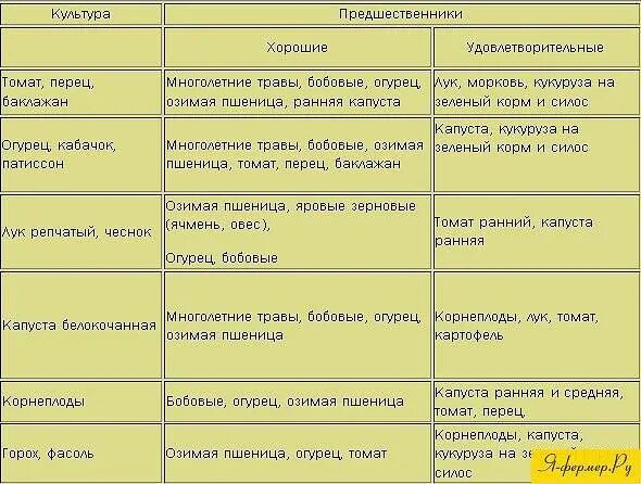 Что можно посадить после картофеля на следующий. Лучшие предшественники. Предшественники кукурузы. Предшественники кукурузы хорошие. Таблица предшественников овощей.