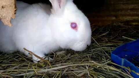 Называвшийся крольчиха