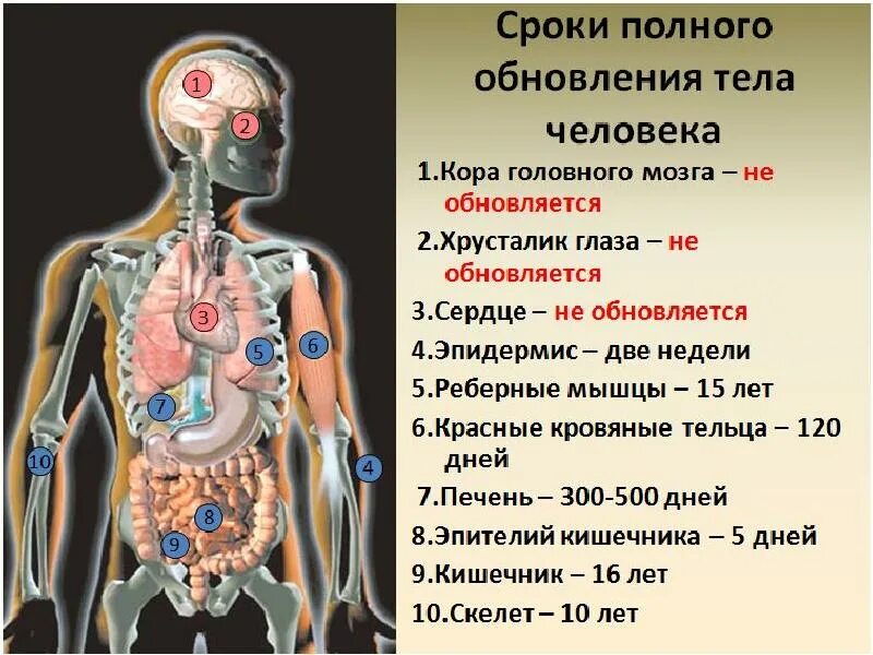 Ритм обновления организма. Обновление клеток в организме. Человеческий организм. Ритмы обновления человеческого организма.