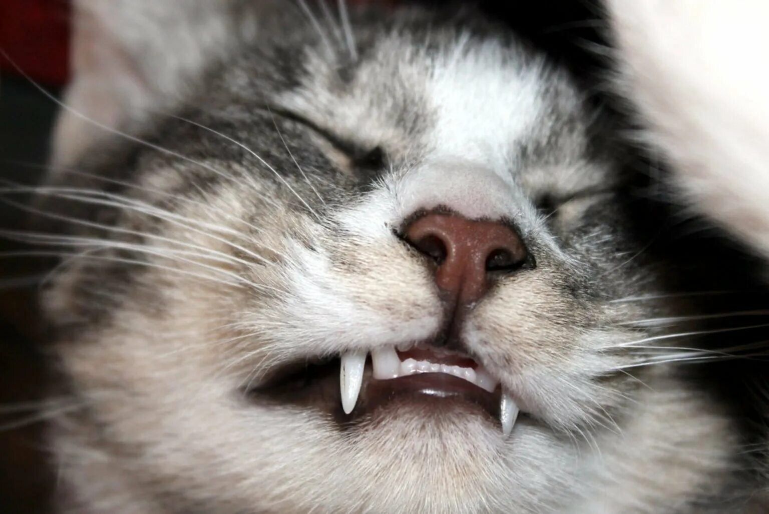 Зубы котика. Зубы котика