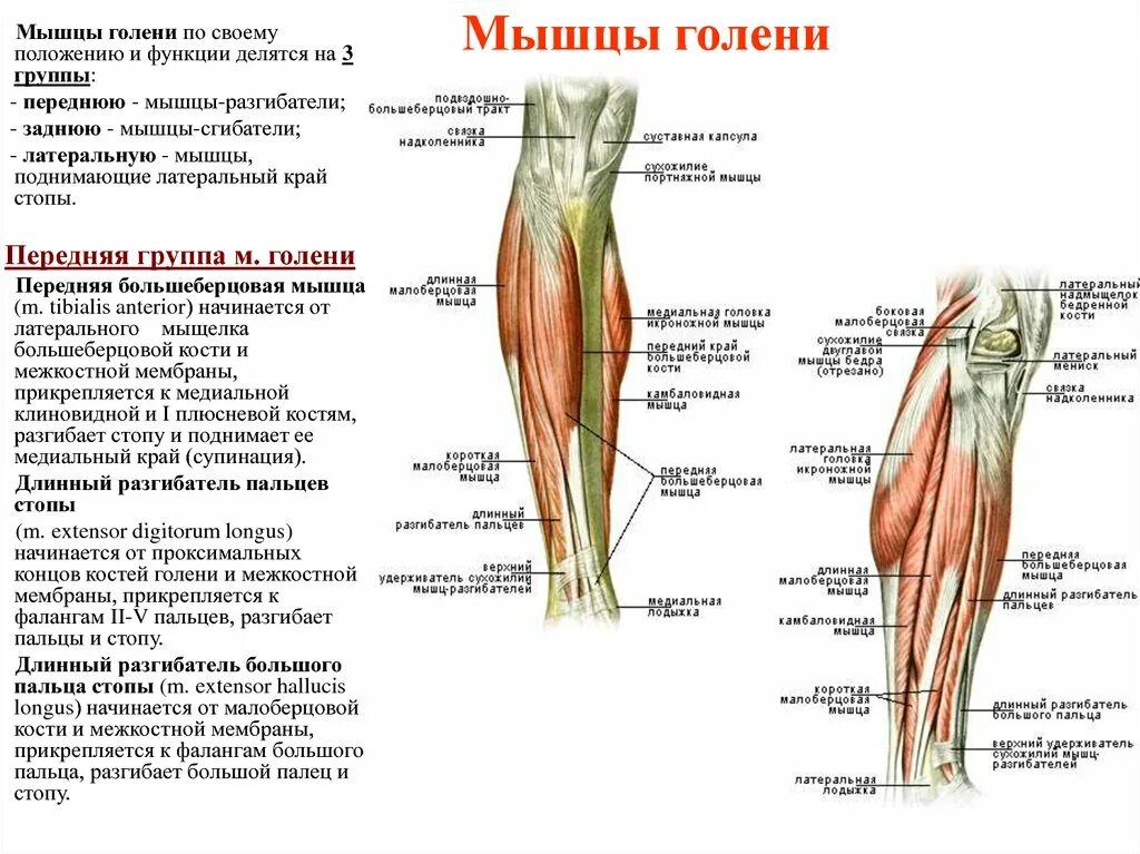 Сгибающие и разгибающие мышцы. Мышцы сгибающие голень. анатомия мышц голени передняя группа. мышцы сгибатели голени анатомия. мышцы голени и стопы анатомия передняя группа.