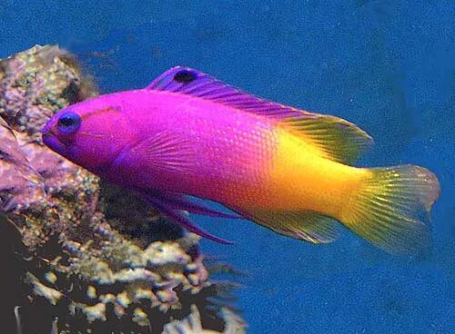 морская рыбка грамма. рыба грамма. королевская рыба. окунеобразные представители. грамма королевская gramma loreto.