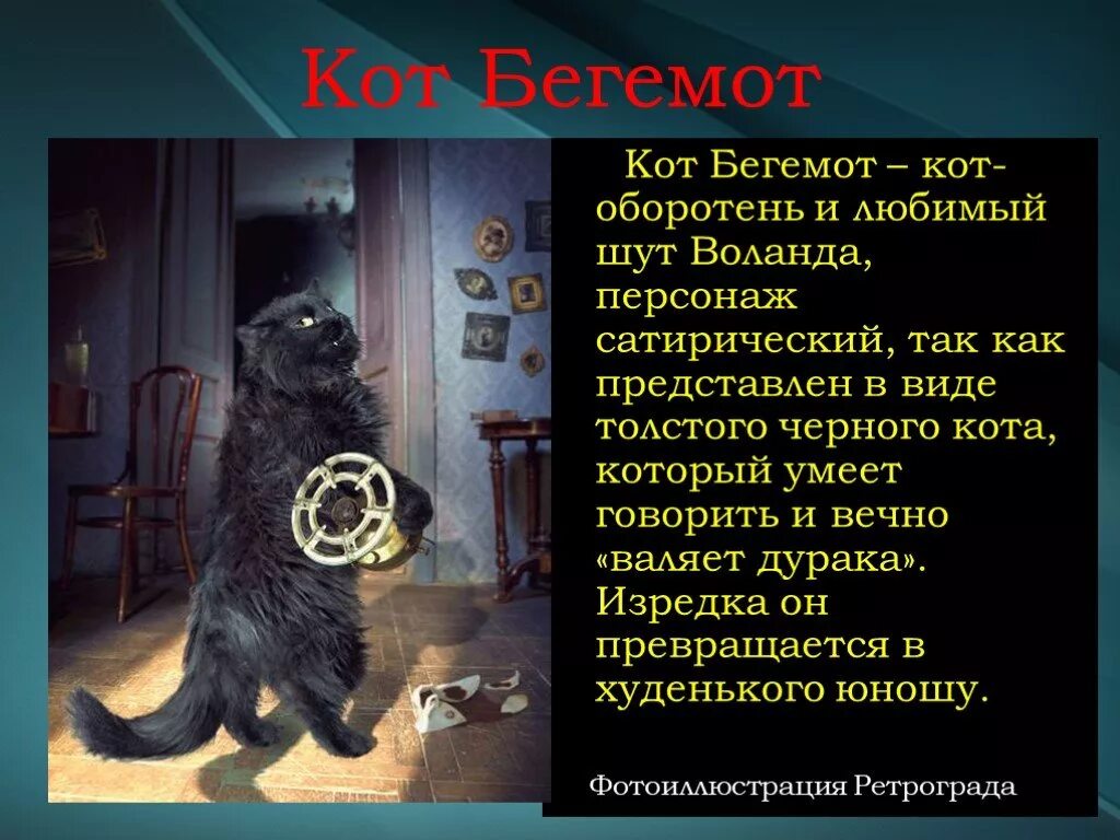 Кот герой произведений