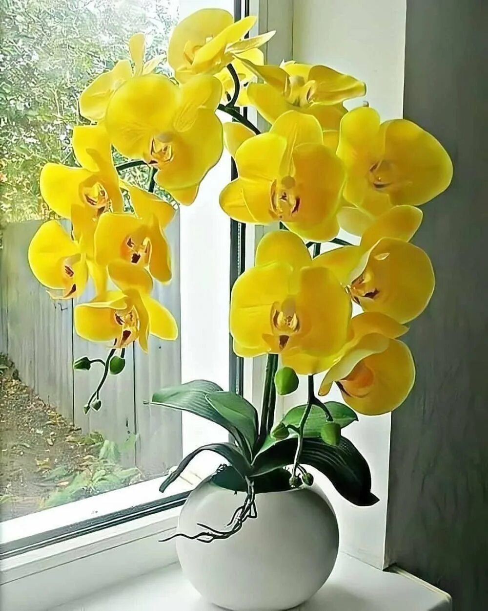 Купить желтую орхидею в горшке. Фаленопсис Еллоу. Орхидея фаленопсис Еллоу. Фаленопсис Arletta Yellow. Жёлтая Орхидея фаленопсис.