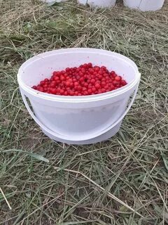 Клоповка сахалинская применение