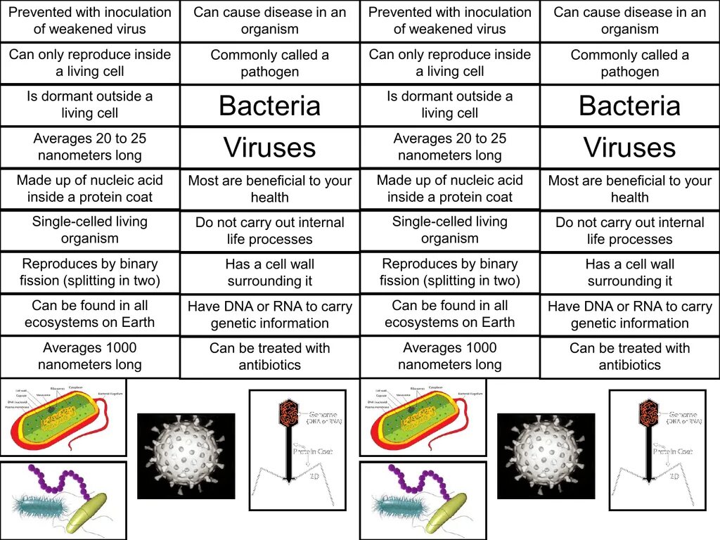 Чем отличается бактерия от вируса простыми словами. Размер вируса и бактерии сравнение. Размеры вирусов и бактерий. Сравнение вирусов и бактерий. Размеры вирусов и бактерий таблица.
