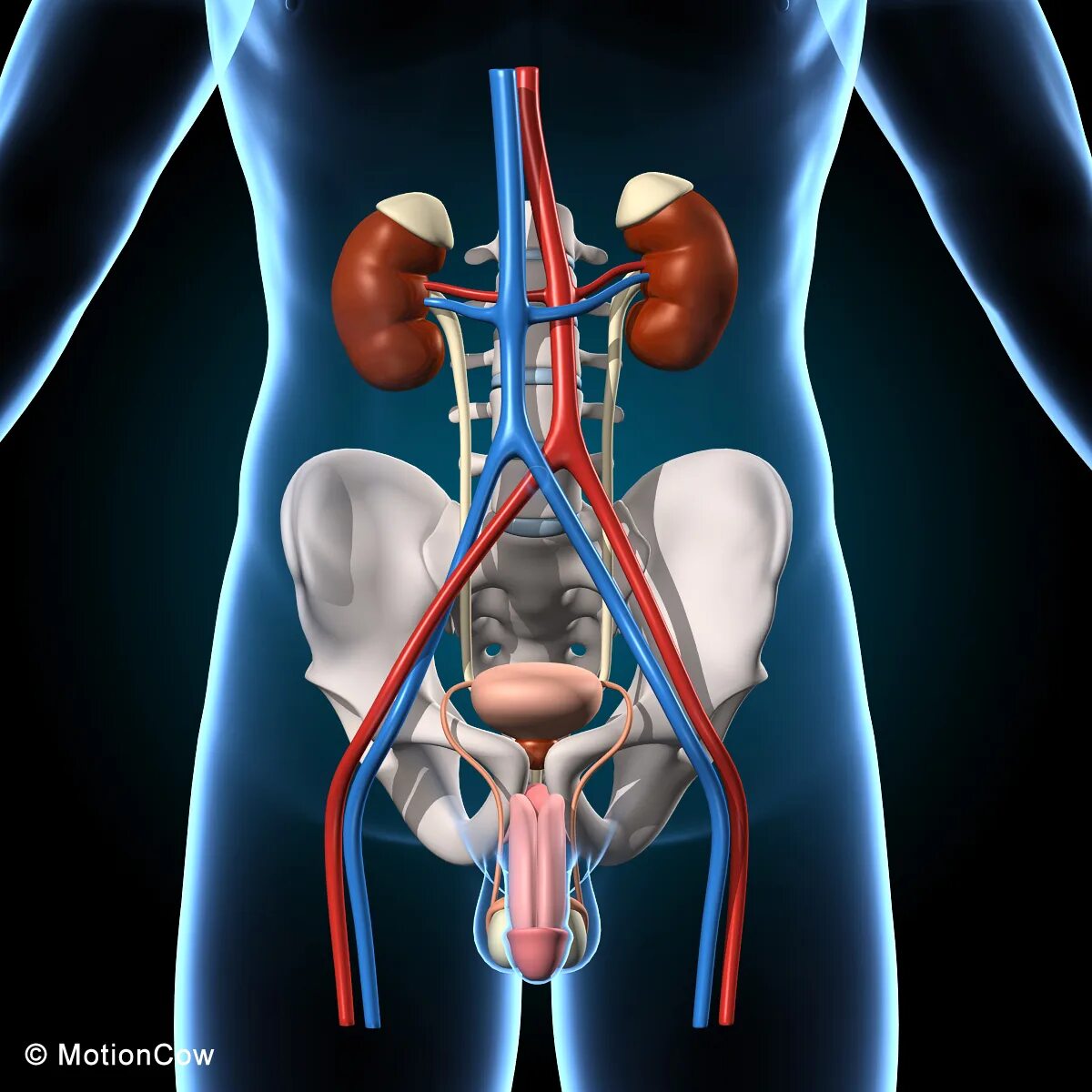 Urinary system. Мочевой пузырь 3д. Urinary System фото. Urinary System Anatomy.