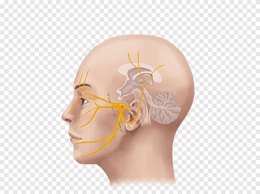 Нервы на лбу. Лицевой троичный тройничный нерв. Neuralgia тройничный нерв. Лицевой нерв и тройничный нервы это. Тройничный нерв нерв нерв.