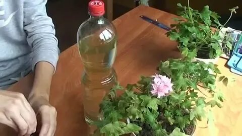 Герань атакует