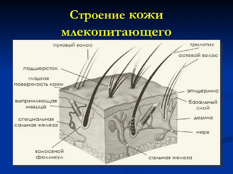 Какие виды кожных желез имеются у млекопитающих. Строение кожного покрова млекопитающих. схема строения кожи млекопитающих. строение кожи млекопитающих анатомия. строение волоса млекопитающих схема.