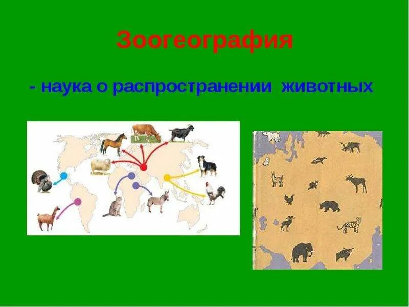 Какая наука занимается проблемами распространения животных. Зоогеография животных. наука о распространении животных. зоогеография (распространение животных. зоогеография наука о.